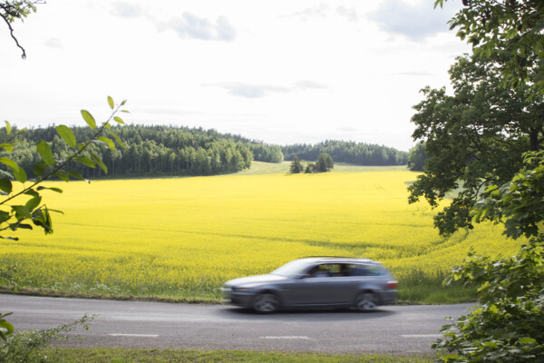 Bilden visar en bild vid ett rapsfält. Foto: Transportstyrelsen